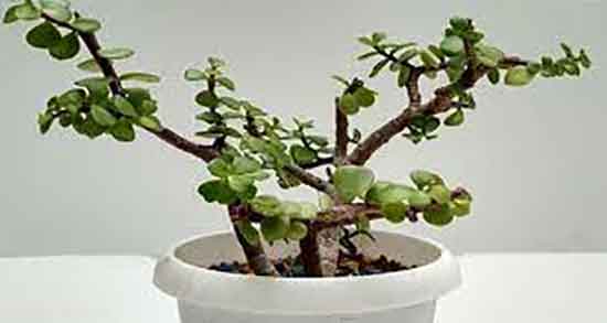 عرق خرفه برای کبد ؛ درمان چربی کبد با مصرف روزانه عرق خرفه