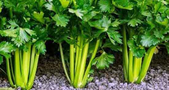 عرق کرفس برای سقط جنین ؛ ایا عرق کرفس باعث سقط سریع جنین میشه عرق کرفس برای سقط جنین ؛ ایا عرق کرفس باعث سقط سریع جنین میشه