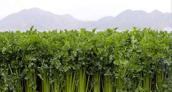 عرق کرفس در بارداری ؛ ایا عرق کرفس برای دوران بارداری ضرر دارد عرق کرفس در بارداری ؛ ایا عرق کرفس برای دوران بارداری ضرر دارد