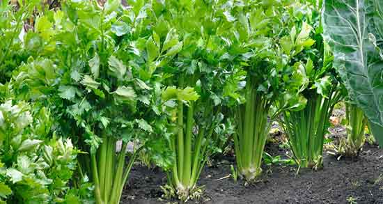 عرق کرفس و فشار خون ؛ عرق کرفس برای کنترل فشار خون بالا عرق کرفس و فشار خون ؛ عرق کرفس برای کنترل فشار خون بالا