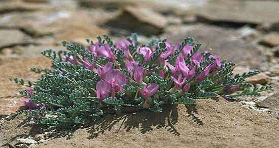 عرق یونجه و دیابت ؛ ایا خوردن عرق یونجه برای دیابت بارداری مفید است