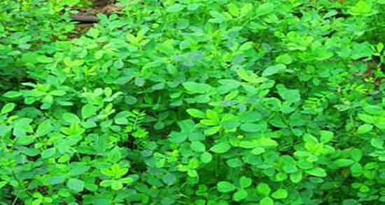 عرق یونجه و پلاکت خون ؛ مصرف عرق یونجه برای پلاکت خون دیابتی ها