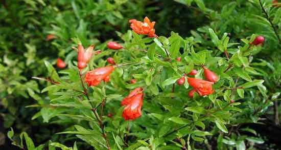 علت ریزش گل انار ؛ به چه دلایلی گل های انار دچار ریزش می شوند؟ علت ریزش گل انار ؛ به چه دلایلی گل های انار دچار ریزش می شوند؟