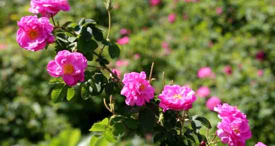 علت نامگذاری گل محمدی ؛ همه چیز درباره دلیل نامگذاری گل محمدی