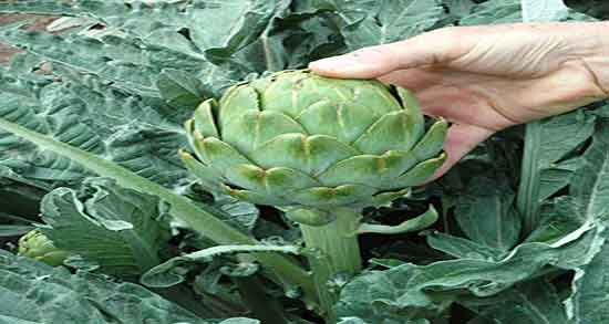 عوارض آرتیشو و ایا خوردن آرتیشو برای زنان باردار مضر است یا نه عوارض آرتیشو ؛ ایا خوردن آرتیشو برای زنان باردار مضر است یا نه