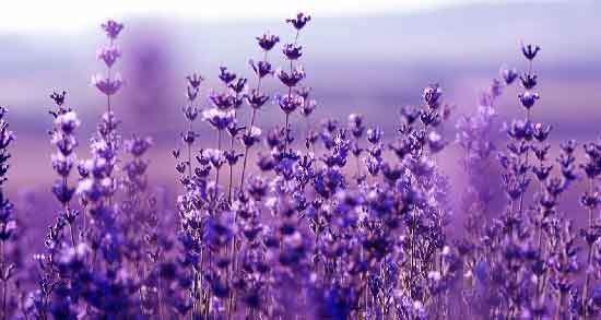 عوارض اسطوخودوس ؛ استفاده از اسطوخودوس چه عوارضی برای بدن دارد عوارض اسطوخودوس ؛ استفاده از اسطوخودوس چه عوارضی برای بدن دارد