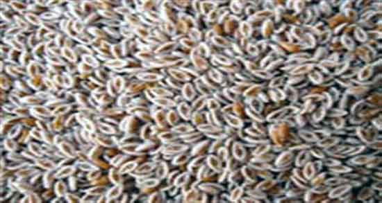 عوارض بارهنگ ؛ مضرات مصرف بارهنگ برای شکم درد نوزادان عوارض بارهنگ ؛ مضرات مصرف بارهنگ برای شکم درد نوزادان