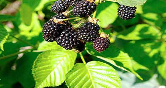 عوارض توت و عوارض مصرف توت فرنگی گلخانه ای برای زنان باردار عوارض توت ؛ عوارض مصرف توت فرنگی گلخانه ای برای زنان باردار