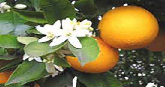 عوارض جانبی عرق بهار نارنج ؛ ایا عرق بهار نارنج برای زنان باردار مضره عوارض جانبی عرق بهار نارنج ؛ ایا عرق بهار نارنج برای زنان باردار مضره