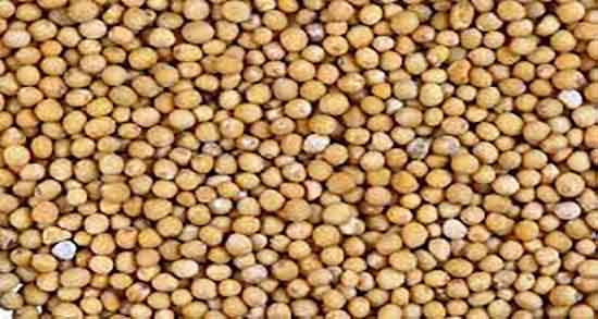 عوارض خردل ؛ مضرات مصرف خردل در بارداری + عوارض خردل برای جنین عوارض خردل ؛ مضرات مصرف خردل در بارداری + عوارض خردل برای جنین