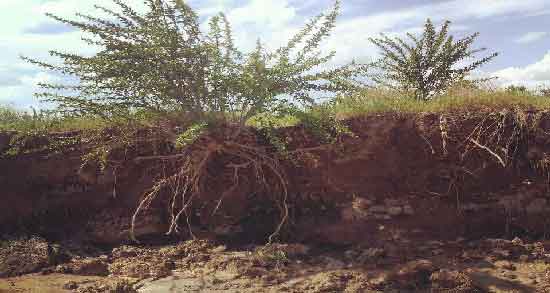 عوارض ریشه زرشک کوهی و استفاده از ریشه زرشک کوهی چه عوارض و مضراتی دارد عوارض ریشه زرشک کوهی ؛ استفاده از ریشه زرشک کوهی چه عوارض و مضراتی دارد