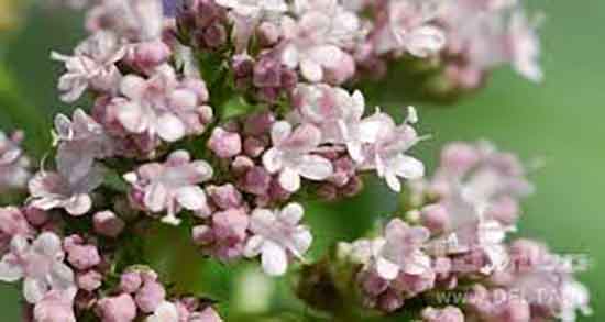 عوارض سنبل الطیب برای گربه ؛ اگر گربه سنبل الطیب بخورد چه میشود؟