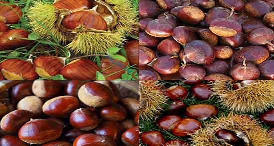 عوارض شاه بلوط ؛ عوارض خوردن شاه بلوط برای زنان باردار چیست عوارض شاه بلوط ؛ عوارض خوردن شاه بلوط برای زنان باردار چیست