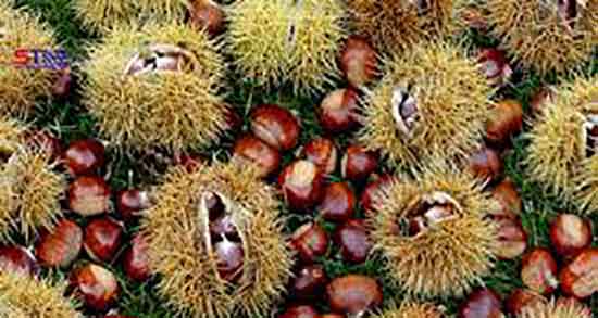 عوارض شاه بلوط هندی ؛ ایا شاه بلوط هندی برای خودن مضر است