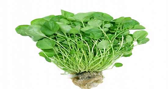 عوارض شاهی و مضرات مصرف سبزی شاهی در دوران بارداری عوارض شاهی ؛ مضرات مصرف سبزی شاهی در دوران بارداری