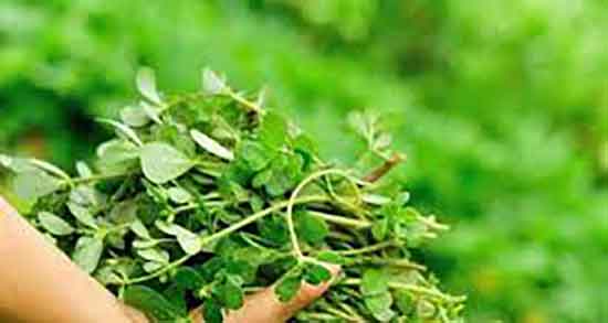 عوارض عرق خرفه و ایا مصرف عرق خرفه برای گوارش مضر است عوارض عرق خرفه ؛ ایا مصرف عرق خرفه برای گوارش مضر است