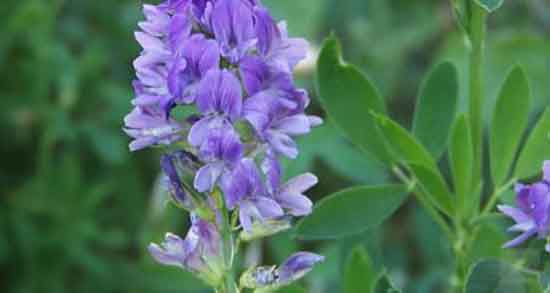 عوارض عرق یونجه برای چاقی ؛ عوارض عرق یونجه برای چاقی کودکان عوارض عرق یونجه برای چاقی ؛ عوارض عرق یونجه برای چاقی کودکان