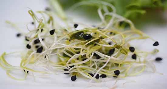 عوارض عرق یونجه برای کودکان ؛ خواص عرق یونجه برای کودکان و نوجوانان عوارض عرق یونجه برای کودکان ؛ خواص عرق یونجه برای کودکان و نوجوانان