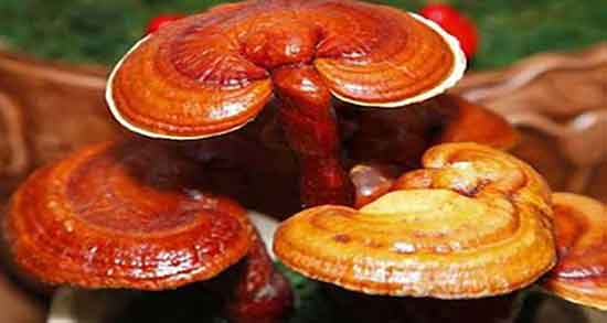 عوارض قارچ گانودرما ؛ مضرات مصرف قارچ گانودرما در طب سنتی عوارض قارچ گانودرما ؛ مضرات مصرف قارچ گانودرما در طب سنتی