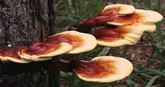 عوارض قارچ گانودرما چیست ؛ بهترین زمان مصرف قهوه گانودرما عوارض قارچ گانودرما چیست ؛ بهترین زمان مصرف قهوه گانودرما