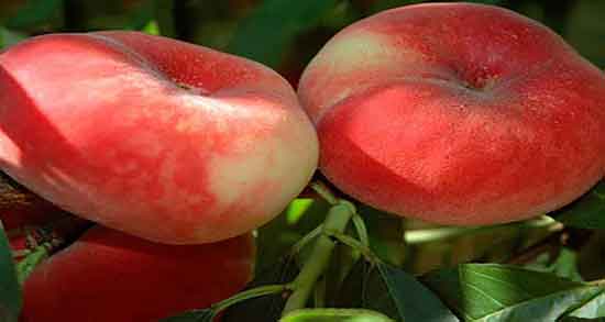 عوارض هلو انجیری ؛ مضرات مصرف هلو انجیری برای زنان باردار چیست عوارض هلو انجیری ؛ مضرات مصرف هلو انجیری برای زنان باردار چیست