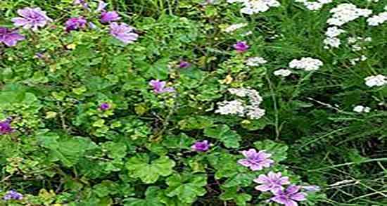 عوارض پنیرک ؛ مضرات مصرف پنیرک برای کودکان و بزرگسالان چیست عوارض پنیرک ؛ مضرات مصرف پنیرک برای کودکان و بزرگسالان چیست