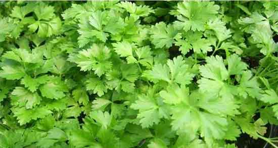 عوارض گشنیز ؛ مضرات مصرف گشنیز از نظر طب سنتی چیست عوارض گشنیز ؛ مضرات مصرف گشنیز از نظر طب سنتی چیست