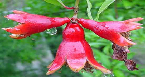 عوارض گل انار ؛ استفاده از گل انار چه عوارضی برای سلامتی دارد عوارض گل انار ؛ استفاده از گل انار چه عوارضی برای سلامتی دارد