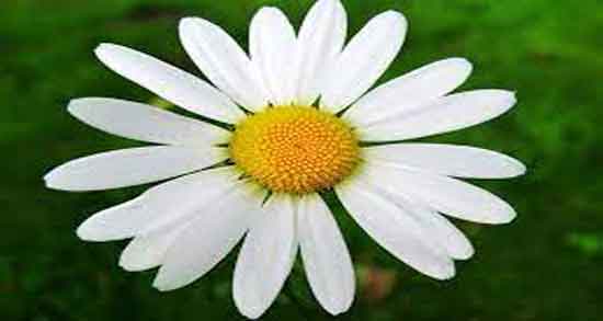 عوارض گل بابونه ؛ همه چیز درباره عوارض استفاده از گل بابونه عوارض گل بابونه ؛ همه چیز درباره عوارض استفاده از گل بابونه