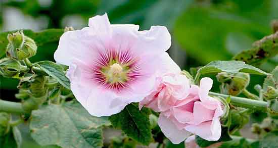 عوارض گل ختمی ؛ بررسی عوارض و مضرات استفاده از گل ختمی