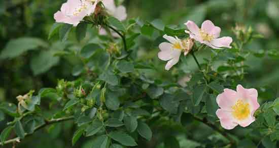 عوارض گل نسترن ؛ استفاده از گل نسترن چه عوارضی برای سلامتی دارد عوارض گل نسترن ؛ استفاده از گل نسترن چه عوارضی برای سلامتی دارد