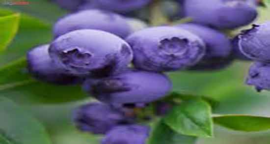 عکس درخت بلوبری ؛ شکل درخت بلوبری در زمین های کشاورزی عکس درخت بلوبری ؛ شکل درخت بلوبری در زمین های کشاورزی