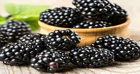 عکس درخت شاه توت ؛ تصویر درخت شاه توت در زمین های کشاورزی