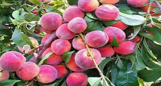 عکس درخت هلو انجیری ؛ تصویر درخت هلو انجیری در زمین کشاورزی عکس درخت هلو انجیری ؛ تصویر درخت هلو انجیری در زمین کشاورزی