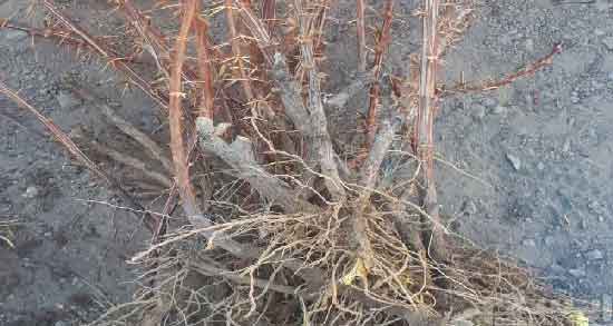 عکس ریشه زرشک و آشنایی با ویژگی های ظاهری ریشه زرشک عکس ریشه زرشک ؛ آشنایی با ویژگی های ظاهری ریشه زرشک