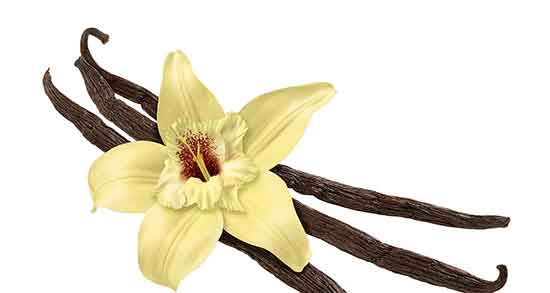 عکس وانیل ؛ تصویر وانیل و بکینگ پودر در اینترنت + شکل ظاهری وانیل عکس وانیل ؛ تصویر وانیل و بکینگ پودر در اینترنت + شکل ظاهری وانیل