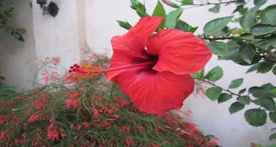 عکس گل ختمی ؛ ویژگی های ظاهری گل ختمی چگونه است