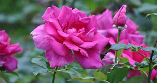 عکس گل محمدی ؛ مشخصات ظاهری گل محمدی چگونه است