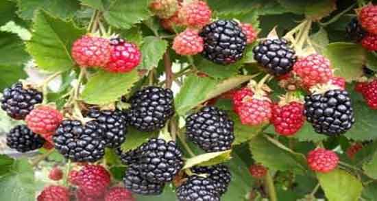 فرق شاه توت و توت سیاه ؛ تفاوت شاه توت سیاه با توت سیاه در چیست فرق شاه توت و توت سیاه ؛ تفاوت شاه توت سیاه با توت سیاه در چیست