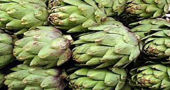 فرق کنگر با کنگر فرنگی ؛ تفاوت ظاهر کنگر فرنگی با کنگر چگونه است فرق کنگر با کنگر فرنگی ؛ تفاوت ظاهر کنگر فرنگی با کنگر چگونه است