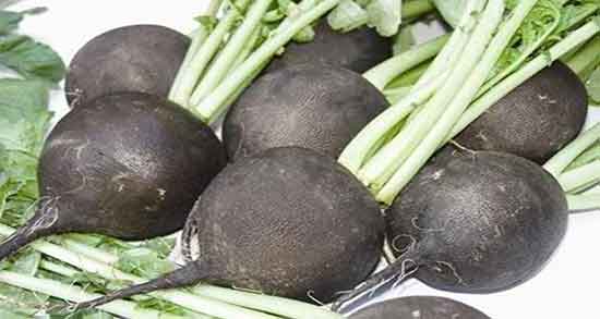 فصل ترب سیاه ؛ ایا ترب سیاه در فصل زمستان مصرف میشود فصل ترب سیاه ؛ ایا ترب سیاه در فصل زمستان مصرف میشود