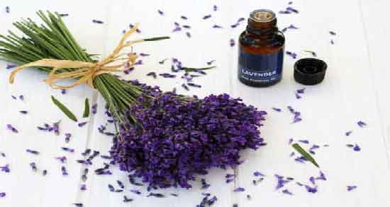 فواید اسطوخودوس در طب سنتی ؛ خواص دارویی و کاربردهای اسطوخودوس فواید اسطوخودوس در طب سنتی ؛ خواص دارویی و کاربردهای اسطوخودوس