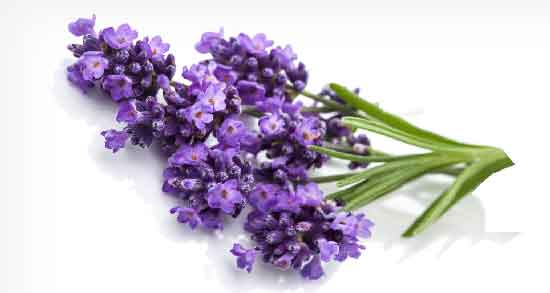 فواید اسطوخودوس و سنبل الطیب ؛ آشنایی با خاصیت دارویی اسطوخودوس و سنبل الطیب فواید اسطوخودوس و سنبل الطیب ؛ آشنایی با خاصیت دارویی اسطوخودوس و سنبل الطیب