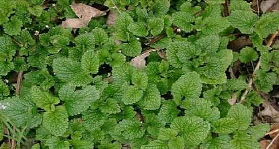 فواید بادرنجبویه برای قلب و خواص بادرنجبویه برای تپش قلب فواید بادرنجبویه برای قلب ؛ خواص بادرنجبویه برای تپش قلب