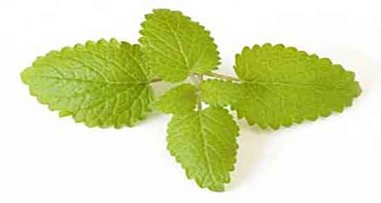 فواید بادرنجبویه و لاغری ؛ خاصیت بادرنجبویه برای چربی سوزی بدن فواید بادرنجبویه و لاغری ؛ خاصیت بادرنجبویه برای چربی سوزی بدن