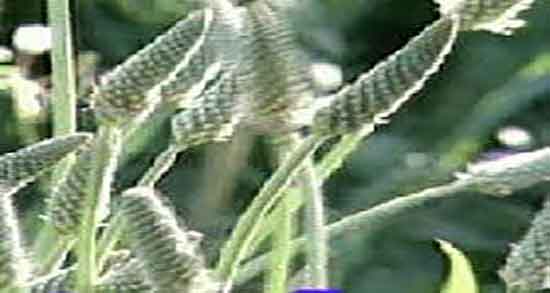 فواید بارهنگ برای لاغری ؛ خواص مصرف بارهنگ برای لاغری شکم فواید بارهنگ برای لاغری ؛ خواص مصرف بارهنگ برای لاغری شکم