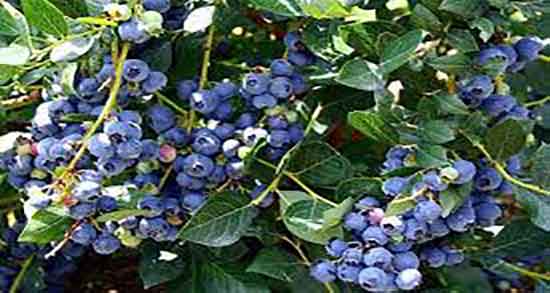 فواید بلوبری برای لاغری ؛ خاصیت مصرف بلوبری خشک برای چربی سوزی فواید بلوبری برای لاغری ؛ خاصیت مصرف بلوبری خشک برای چربی سوزی