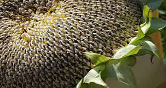 فواید تخمه آفتابگردان برای معده ؛ خواص تخمه آفتابگردان برای زخم معده فواید تخمه آفتابگردان برای معده ؛ خواص تخمه آفتابگردان برای زخم معده