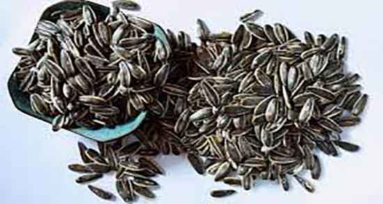 فواید تخمه آفتابگردان برای مو ؛ خواص تخمه آفتابگردان برای تقویت مو فواید تخمه آفتابگردان برای مو ؛ خواص تخمه آفتابگردان برای تقویت مو