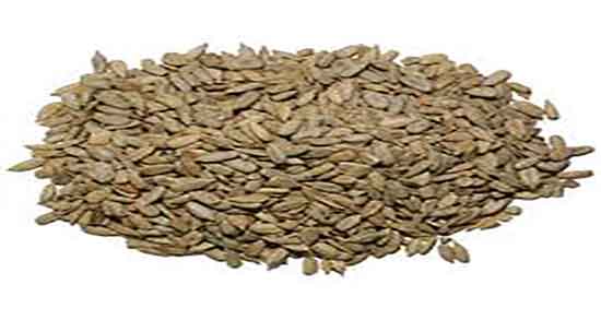 فواید تخمه آفتابگردان برای کبد ؛ خواص تخمه آفتابگردان برای کبد چرب فواید تخمه آفتابگردان برای کبد ؛ خواص تخمه آفتابگردان برای کبد چرب